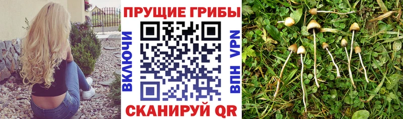 где можно купить наркотик  Искитим  Псилоцибиновые грибы Psilocybe 